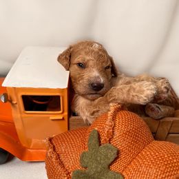 Bernedoodle and Goldendoodle Puppies from DLV Doodles
