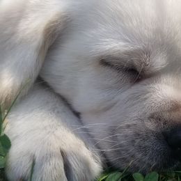 Labrador Retrievers from Above & Beyond LLC