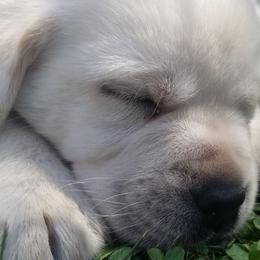 Labrador Retrievers from Above & Beyond LLC