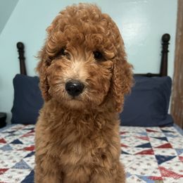 Freedom - Red  female Poodle puppy in Fairfield, North Carolina from Leaning T Ranch