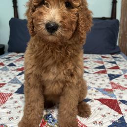 Freedom - Red  female Poodle puppy in Fairfield, North Carolina from Leaning T Ranch