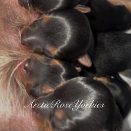 Boy 1 - Blue and gold male Yorkshire Terrier puppy in Alaska from Arctic Rose Yorkies