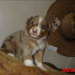 George - Red merle male Miniature Australian Shepherd puppy in Elkhart, Texas from Donaldson Dogz