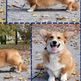 Beagles, Cardigan Welsh Corgis, and Pembroke Welsh Corgis from Nukee Beagles and Corgis