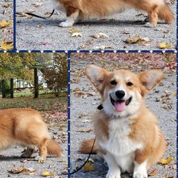 Beagles, Cardigan Welsh Corgis, and Pembroke Welsh Corgis from Nukee Beagles and Corgis
