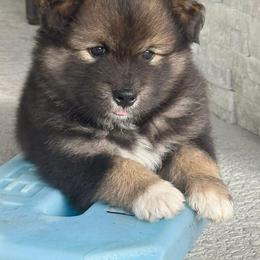 Finnish Lapphund Puppies from Sue Kidder/Lighthouse Lapphunds southern Branch