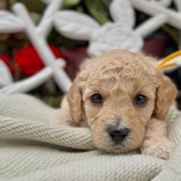 Echo - Apricot male Cavapoo puppy in Arlington, Texas from Van Haselen Poodles and Doodles