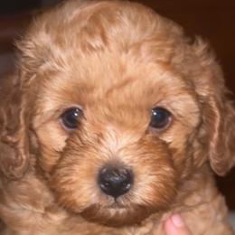 Poodles from Bella Precious Poodles