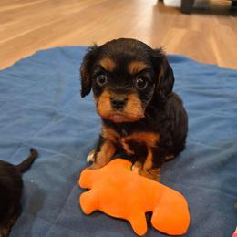 Boy 1 - Black and tan male Cavalier King Charles Spaniel puppy in Wimberley, Texas from Amazing AKC Puppies