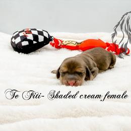 Te Fiti - Cream female Dachshund puppy in Prairieville, Louisiana from Southern Barron Danes & Dachshunds