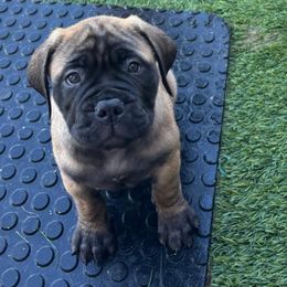 Purple - Red fawn female Bullmastiff puppy in Cedar Creek, Texas from Jenkins Family Bullmastiffs