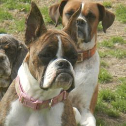 Nala  - Boxer
