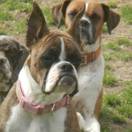 Nala  - Boxer