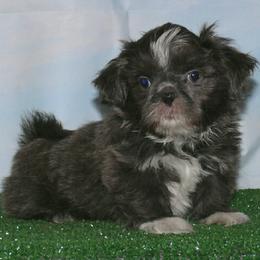 Berry - Blue male Shih Tzu puppy in Wild Rose, Wisconsin from Sorenson's Shih-tzus