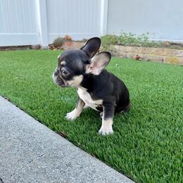 Baby Mocha - Tricolors French Bulldog puppy in Pasadena, California from Degama Frenchies