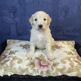 Lord Theo - Cream male Goldendoodle puppy in Moncks Corner, South Carolina from Sweetgrass Goldendoodles of Moncks Corner
