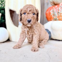 Girl 3 - Red  female Goldendoodle puppy in Philadelphia, Mississippi from Oakie Doodles