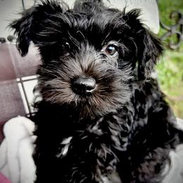 Miniature Schnauzer Puppies from Sophie’s Choice Puppies