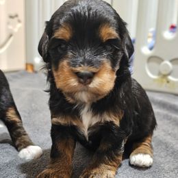 Mini Australian mountain doodle Spice - female Australian Mountain Doodle puppy in Salem, Missouri from Meadowbrook Poodles