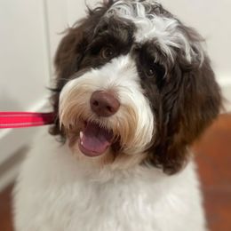 Honey - Bernedoodle