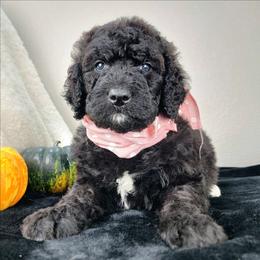 Raven - Black female Bernedoodle puppy in Temecula, California from Oodles O'Doodles