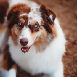 Motion - Australian Shepherd