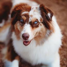 Motion - Australian Shepherd