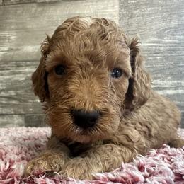 Fritz - Red  male Poodle puppy in Camden, Michigan from Pawfect Companions