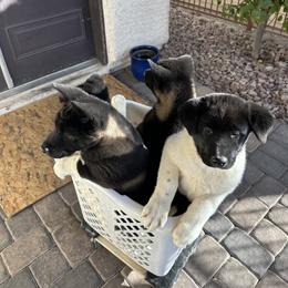 Akita Puppies from Gloe Akita's