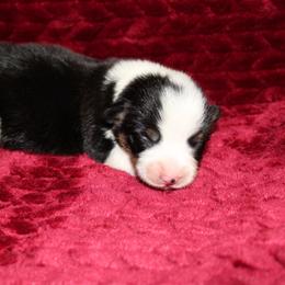 American Corgi and Pembroke Welsh Corgi Puppies from Clover Meadows Farm Corgis