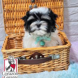 Biewer Terrier and Yorkshire Terrier Puppies from Corazon de gigante