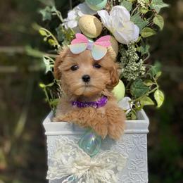 Scarlett - Apricot female Maltipoo puppy in Bellingham, Washington from My Sweet Poodles and Doodles
