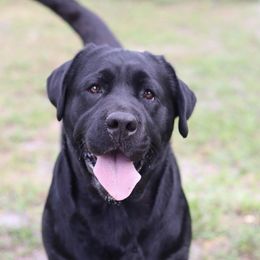 Margo - Labrador Retriever