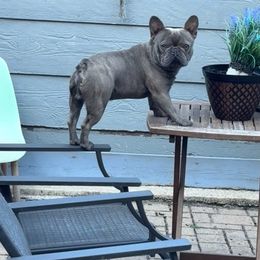 Lobo - French Bulldog