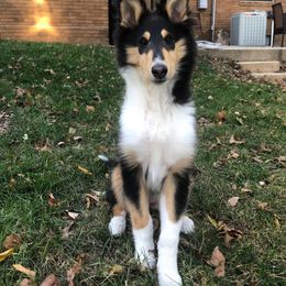 Collie Puppies from Blue Haven Collies