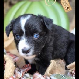 Stella - Price 1450 - Black & white female Miniature Australian Shepherd puppy in Ennis, Texas from God’s Little Aussies