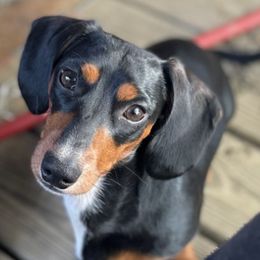 Anatolian Shepherd Dogs and Dachshunds from Christy's Puppies