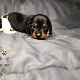 Moose - Piebald male Dachshund puppy in Ocala, Florida from Seaside Dachshunds