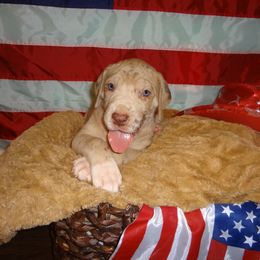 Great Dane Puppies from Guilty Pleasure Great Danes