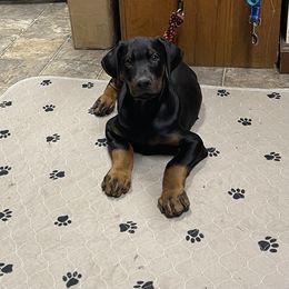 Doberman Pinscher and Poodle Puppies from TopSpots Farm