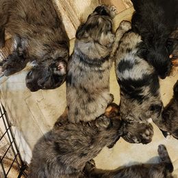 Golden Aussiedoodles from Hawk Creek Farm - Golden Aussiedoodles