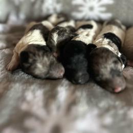 Juliette - Parti female Poodle puppy in Arabi, Georgia from Huckadoodle Farm