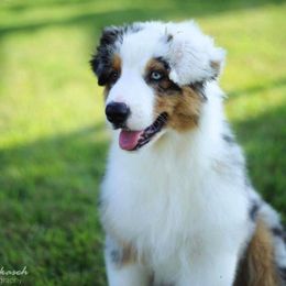 Australian Shepherd Puppies from Impact Australian Shepherds