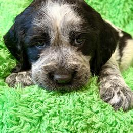 Venice - Black and white female English Springer Spaniel puppy in Madison, Indiana from McCollough's Pawsome Spaniels and Danny's Delightful Dachshunds