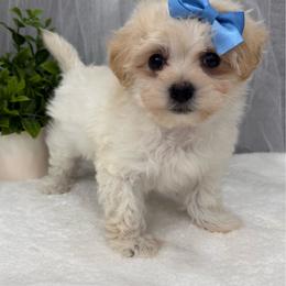 Maebel - Cream female Maltipoo puppy in West Plains, Missouri from Suncreek Puppies