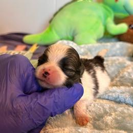 Georgio - Chocolate parti male Pomeranian puppy in Childersburg, Alabama from A Sample Of Gods Love Kennels