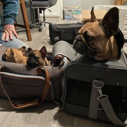 French Bulldog Puppies from GavFam Frenchies