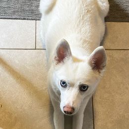 Winter - Pomsky