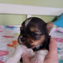 Yorkshire Terrier Puppies from Paw-Perfect Palace