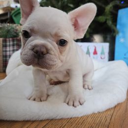French Bulldog Puppies from Electric City Frenchies
